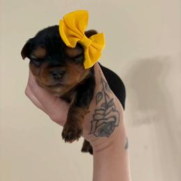 Lady - Black and tan female Yorkshire Terrier puppy in Georgia from Nalley Kennels