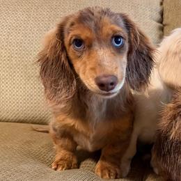 Coco - Dachshund