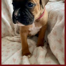 Maroon - 8th born - Fawn female Boxer puppy in Brownsville, Oregon from Vincent's Pride Boxers ~ Dudley's Dream Boxers