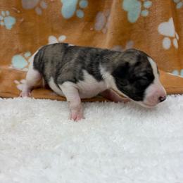 Banjo - White and fawn brindle male Whippet puppy in West Plains, Missouri from Sycamore Ridge Puppies