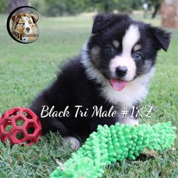 Aussiedoodle, Australian Shepherd, Miniature Australian Shepherd, and Toy Australian Shepherd Puppies from 3Laussies