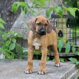 Rhodesian Ridgeback Puppies from Lyonnese Rhodesian Ridgebacks