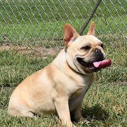 Adeline - French Bulldog