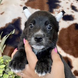 Ulfred - Black Xoloitzcuintli puppy in Victorville, California from Elegancia Vintage Xoloitzcuintle