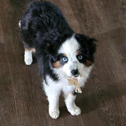 Boy 2 - Black tri male Toy Australian Shepherd puppy in Addy, Washington from Mountain Mama Mastiffs and Tailspin Toy Aussies