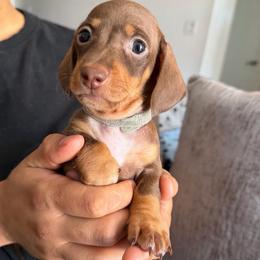 Marquis - Chocolate and tan male Dachshund puppy in Los Angeles, California from Dachshunds of the Desert
