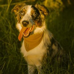 Australian Shepherd All Grown Up from Reeds Ranch