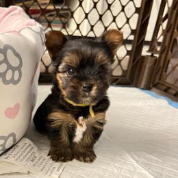 Scrappy - Black and tan male Yorkshire Terrier puppy in Olathe, Kansas from Sundays Yorkies