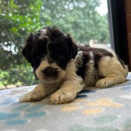 Tommy - Parti male Miniature Schnauzer puppy in Clover, South Carolina from Bobo’s Babies Kennels