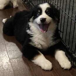 American Eskimo Dog, Miniature American Shepherd, and Miniature Australian Shepherd Puppies from Connie's American Eskimo Dogs and Mini Australian Shepherd Dogs