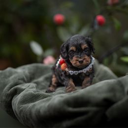 Thomas O'Mally - Black and tan male Cockapoo puppy in Deming, Washington from Heavenly Puppies to Love