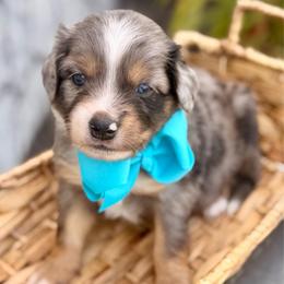 Light blue - Blue merle male Miniature Australian Shepherd puppy in 32046, Florida from River Hill Ranch