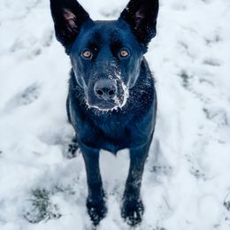 Roxy - German Shepherd
