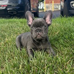 Don - Blue male French Bulldog puppy in Belleville, Illinois from Poppy’s Frenchies