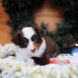 Victoria - Red merle female Miniature American Shepherd puppy in Battle Ground, Washington from Casita Miniature American Shepherds