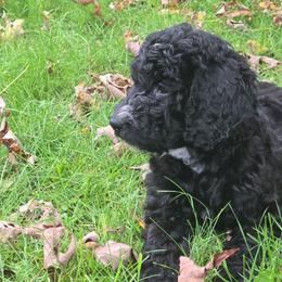 Star - Black and white female Bernedoodle puppy in Coventry, Rhode Island from Greene Tree Bernadoodle