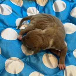 Boy 5 - Blue fawn male Italian Greyhound puppy in North Carolina from Celtic Sighthounds
