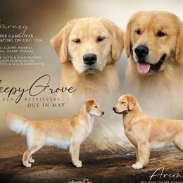 Golden Retriever puppies from Sleepy Grove Goldens