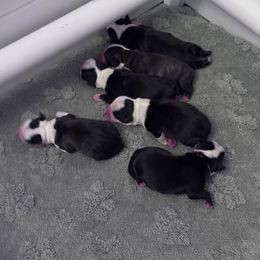 Boston Terrier puppies from Velveteen Bostons
