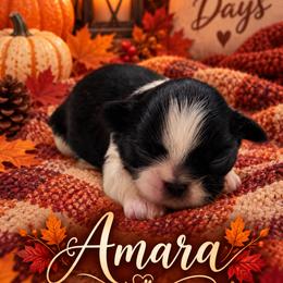 Amara - Black and white female Shih Tzu puppy in Montgomery, Texas from Furbourne Farm