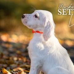 Luke- Orange Collar - English Setter puppy from Bucks County Setters