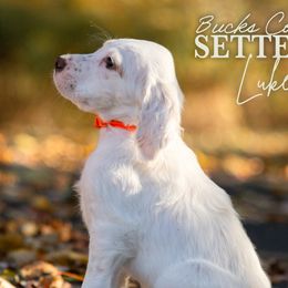 Luke- Orange Collar - English Setter puppy from Bucks County Setters