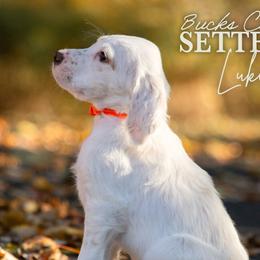 Luke- Orange Collar - English Setter puppy from Bucks County Setters