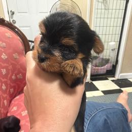 Olivia - Black and gold female Morkie puppy in Winston Salem, North Carolina from Patty’s Paws