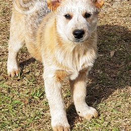 Willow - Red speckled Australian Cattle Dog puppy in De Funiak Springs, Florida from BarOne Acres Australian Cattle Dogs