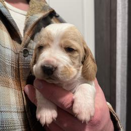 Girl 1 - Lemon and white female Basset Hound puppy in Noblesville, Indiana from Russell Bassets