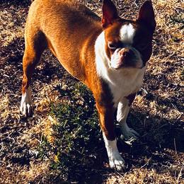 Angel - Boston Terrier