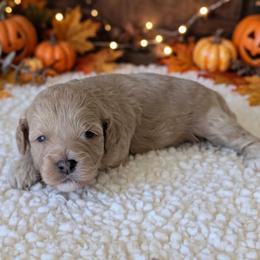 Girl 2 - Apricot female Cavapoo puppy in Sparta, Missouri from Sis' Doodles & Poodles