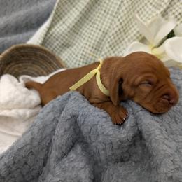 Miss Yellow - Golden rust female Vizsla puppy in Lexington, Kentucky from Summit Vizsla (we can deliver to you)
