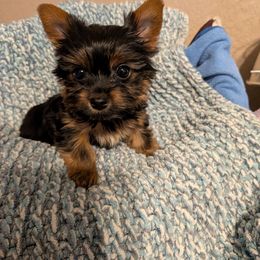 Brody - Black and tan male Yorkshire Terrier puppy in Gatesville, Texas from KontryKritterz Yorkies