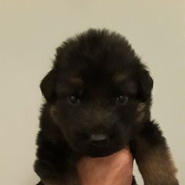German Shepherd Puppies from Von Jo-Rielle Kennel