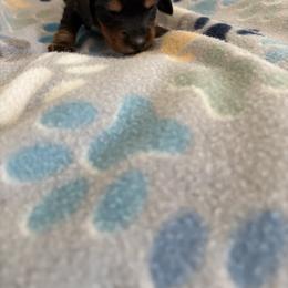 Yda - Black and tan female Dachshund puppy in Conroe, Texas from R&M Dachshunds