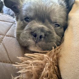 Tobias - Blue male French Bulldog puppy in Delhi, Louisiana from 4T Ranch