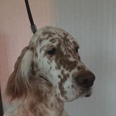 English Setters from Cyndi's English Setters