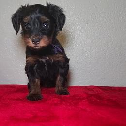 SPICE - Black and tan female Yorkipoo puppy in Palmdale, California from J Designer Puppies