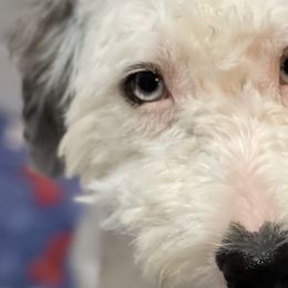Goldendoodles and Sheepadoodles from Poodley Doodley Doo