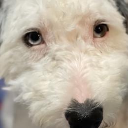 Goldendoodles and Sheepadoodles from Poodley Doodley Doo