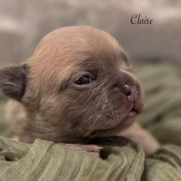 Claire - Blue fawn female French Bulldog puppy in Hudsonville, Michigan from Willow Farm