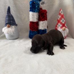 Mantis - Black female Dachshund puppy in Atwater, California from Dachshunds of cali