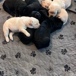 Second pick Black Male - Black male Labrador Retriever puppy in Louisiana from Fetchmoore’s Labrador Retrievers
