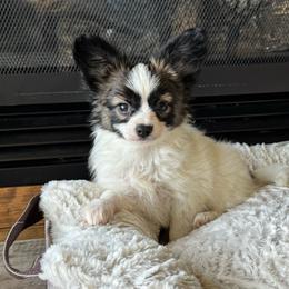 Emmie's white and red sable male - White and sable male Papillon puppy in Shirley, Arkansas from Lucky Pups