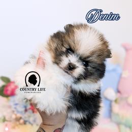 Denim - Orange parti male Pomeranian puppy in Idaho Falls, Idaho from Country Life Pomeranians