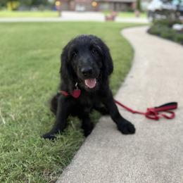 Franklin - Black male Assorted Doodle Crosses puppy in Coweta, Oklahoma from Storybook Doodles