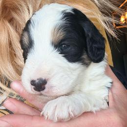 Bullfrog - Black tri-color male Aussiedoodle puppy in Colorado Springs, Colorado from Pesky Redneck Mini Ranch