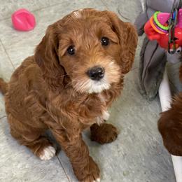 Australian Labradoodle Puppies from All Star Breeders of Labradoodles