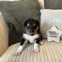 Silver - Black white and tan male Collie puppy in Charleston, West Virginia from Tucker Creek Collies